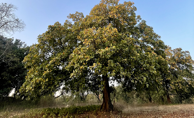 Forest Preservation